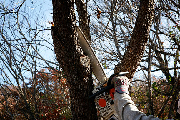Best Hazardous Tree Removal  in Nevada, TX