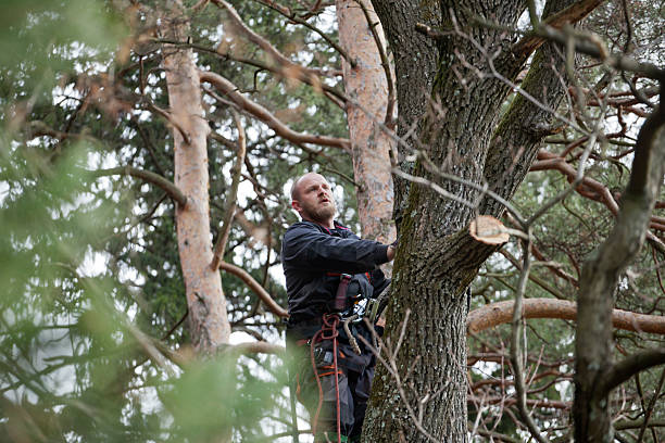 How Our Tree Care Process Works  in  Nevada, TX